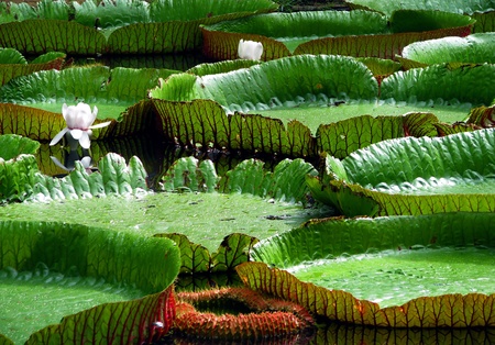 Giant water lily pads and flowers float on the water surface in botanical garden in Mauriciusの写真素材