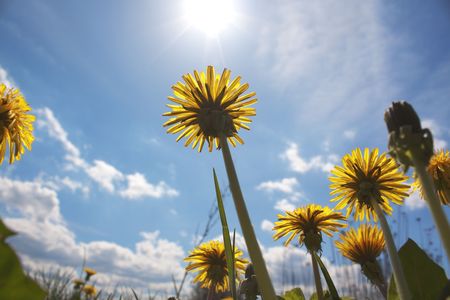Dandelions on sky and sun backgroundの写真素材