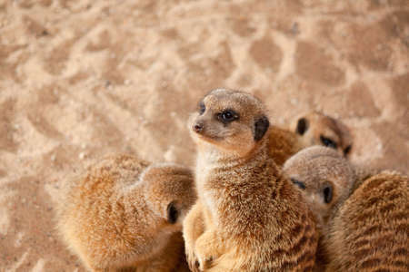 Meerkat family on sand backgroundの写真素材