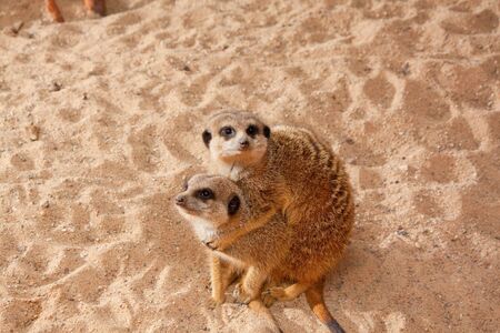 Meerkat family on sand backgroundの写真素材