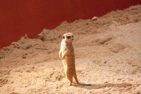 Meerkat standing on sand backgroundの写真素材
