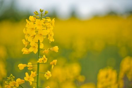 Field flowers macro close up in natureの写真素材
