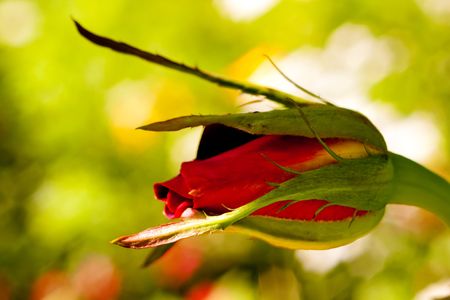 Red rose macro close up in natureの写真素材