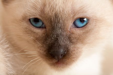 Siamese pussycat lookingの写真素材