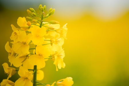 Rape seed field in nature