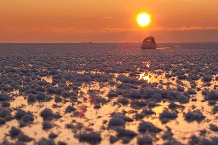 Swan on icy sea on sunsetの写真素材