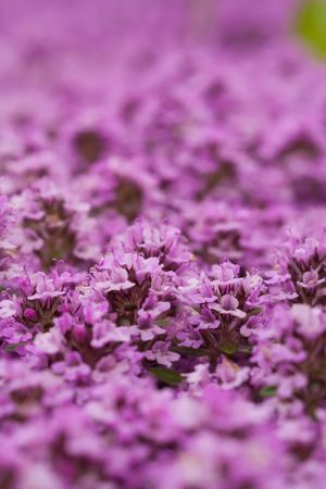 Background of little pink flowersの写真素材