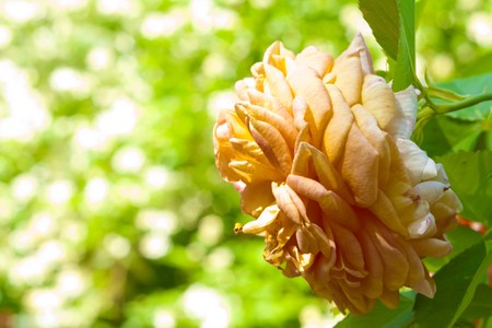 Field flowers macro close up in natureの写真素材