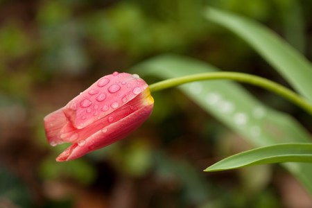 Red tulip close up in nature close upの写真素材