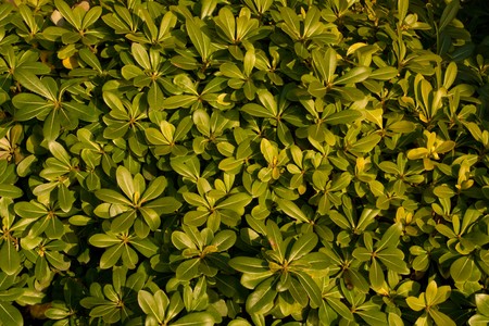 Background of little green leafes