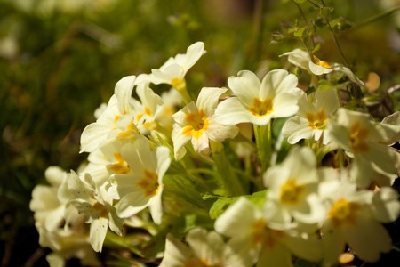 Yellow primrose in nature backgroundの写真素材