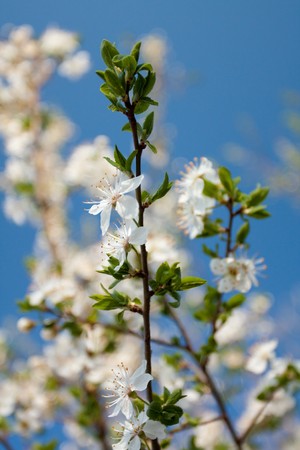 White flower on tree in natre