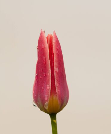 Red tulip close up in natureの写真素材