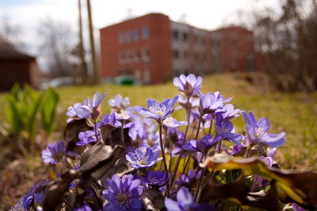 Field flowers macro close up in natureの写真素材