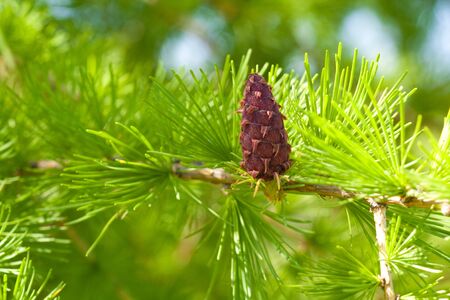 Fir tree with cones in nature close upの写真素材