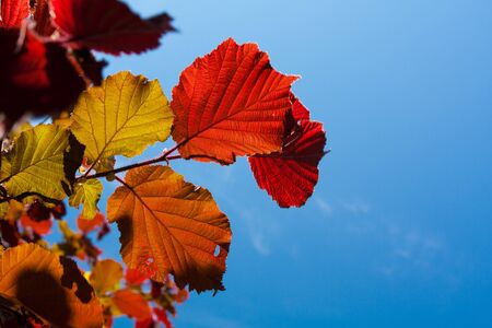 Green leaf on sunlight in antureの写真素材