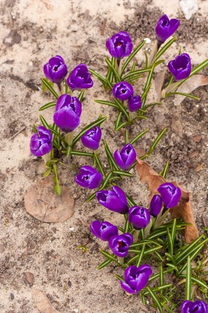 Violet crocus in nature