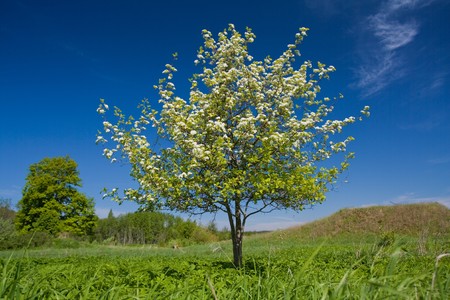 Apple tree with flowers on ble skyの写真素材