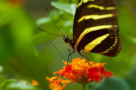 Zebra Longwing (heliconius charithonia) butterfly in natureの写真素材