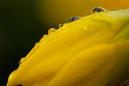 Yellow daffodil close up in natureの写真素材