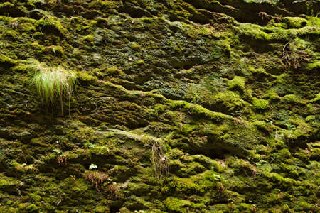 Moss background on the rock in natureの写真素材