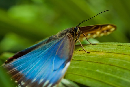Blue Morpho Butterfly (Morpho peleides)の写真素材
