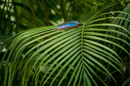Blue Morpho Butterfly (Morpho peleides)の写真素材