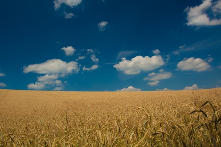 Wheat Field on blue sky backgroundの写真素材