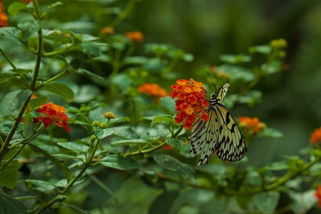 Idea Leuconoe butterfly also known as white tree nymph or paper kite butterflyの写真素材