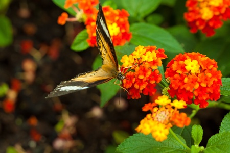 Great Eggfly Butterfly (Hypolimnas bolina), also called Blue Moon Butterflyの写真素材