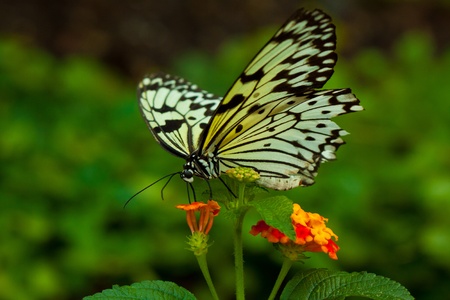 Idea Leuconoe butterfly also known as white tree nymph or paper kite butterflyの写真素材