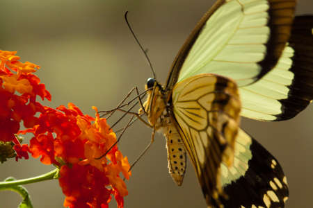 Butterfly (Papilio thoas cinyras) from Peru, undersideの写真素材