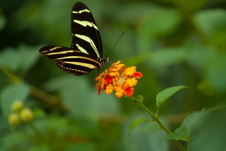 Zebra Longwing (heliconius charithonia) butterfly in natureの写真素材