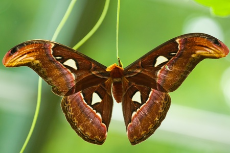 Atlas Moth (Attacus atlas) hatched from cocoon and drying it's wings.の写真素材