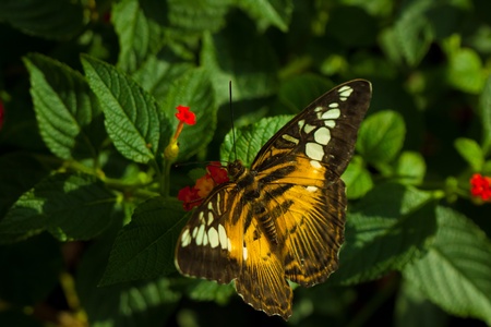 The clipper (parthenos sylvia) butterfly resting on a leaf