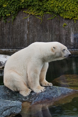 Polar bear (Ursus maritimus) portraitの写真素材