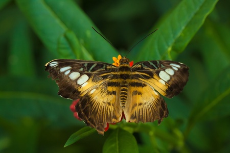 The clipper (parthenos sylvia) butterfly resting on a leafの写真素材