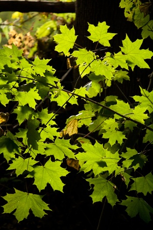 Green Maple leaf on sunlight in anture close upの写真素材