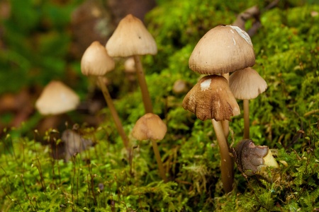 Mushrooms in green forest on autumn