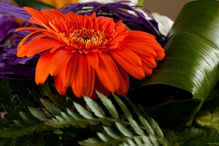 Red gerbera daisy flower with greensの写真素材