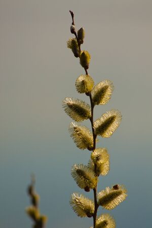 Willow tree branch on waterbackground