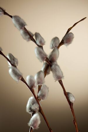 Willow tree branch on brown backgroundの写真素材