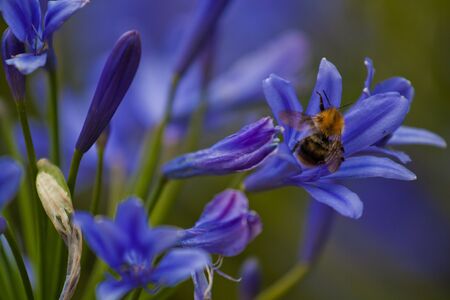 Blue bell flower macro close up in the natureの写真素材