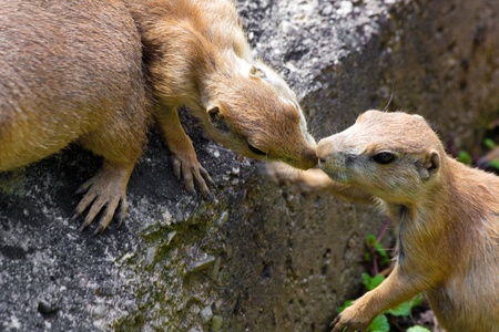 Prairie dog (Cynomis ludovicianus) portrait in Salzburg zoo, Austria