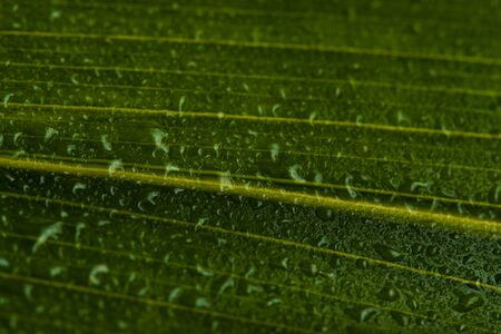 Water drops on green leaf in nature