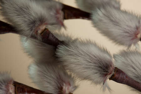 Willow tree branch on brown background