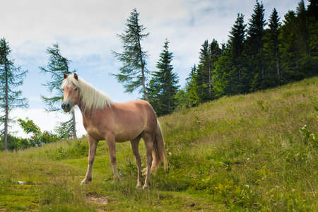 Horse portrait on Zwolferhorn in Austriaの写真素材