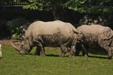 Rhino in Salzburg zoo, Austriaの写真素材