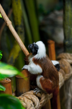 Cotton-top tamarins (Saguinus Oedipus) 