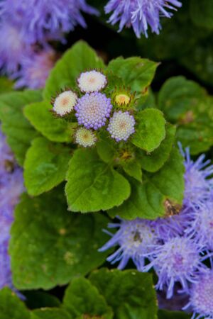 Blue Ageratum flowers on green nature backgroundの写真素材